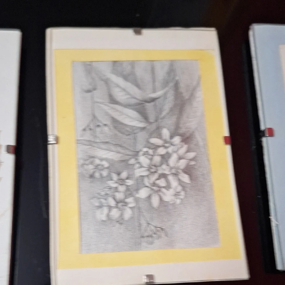 Vintage Botanical Art Trio | Signed BARSS | Pressed Leaf & Sketches - Picture 3 of 9